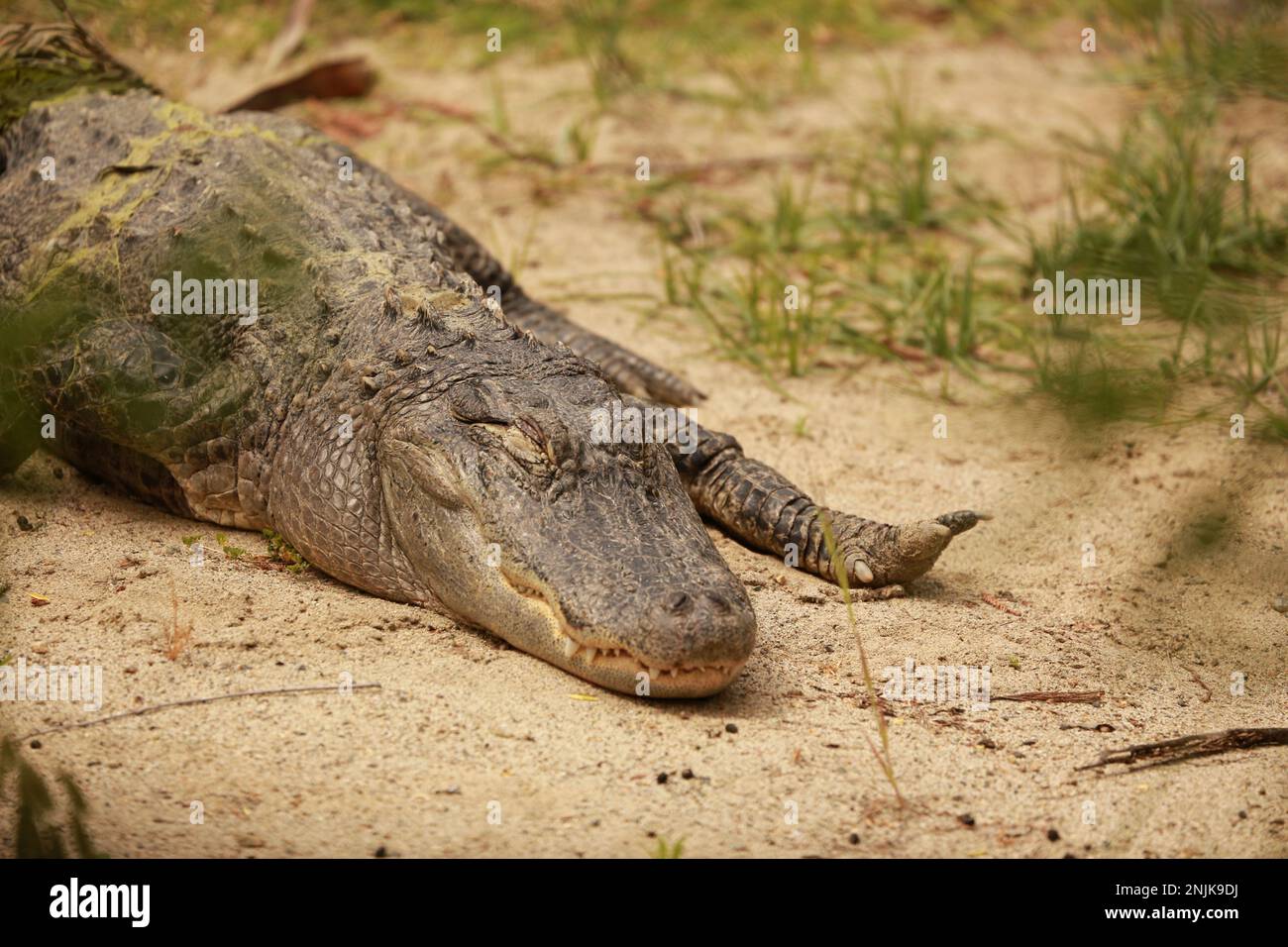 Crocodile sur une plage de sable Banque D'Images