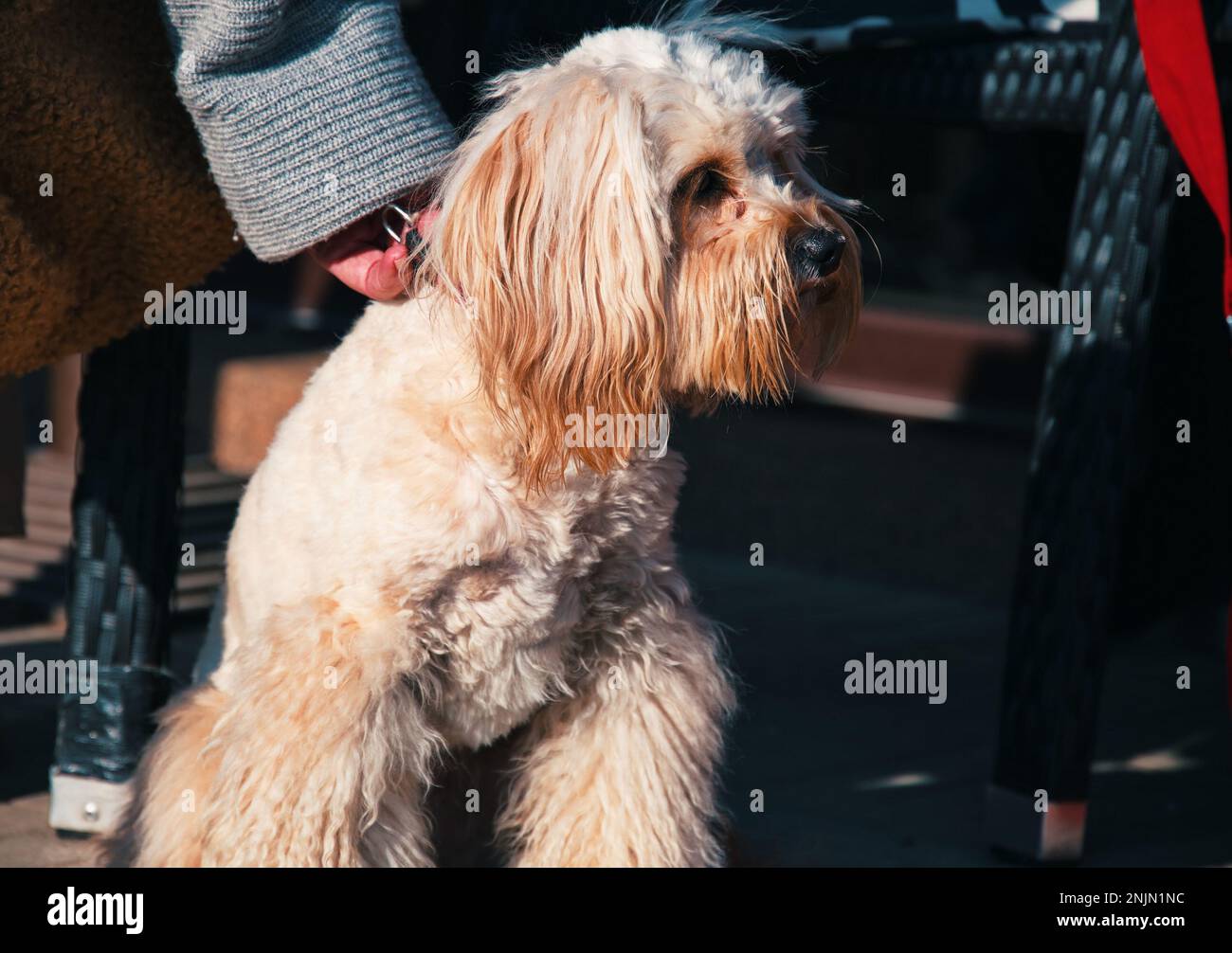 Portrait d'un chiot mignon petit mélange de caniches Banque D'Images