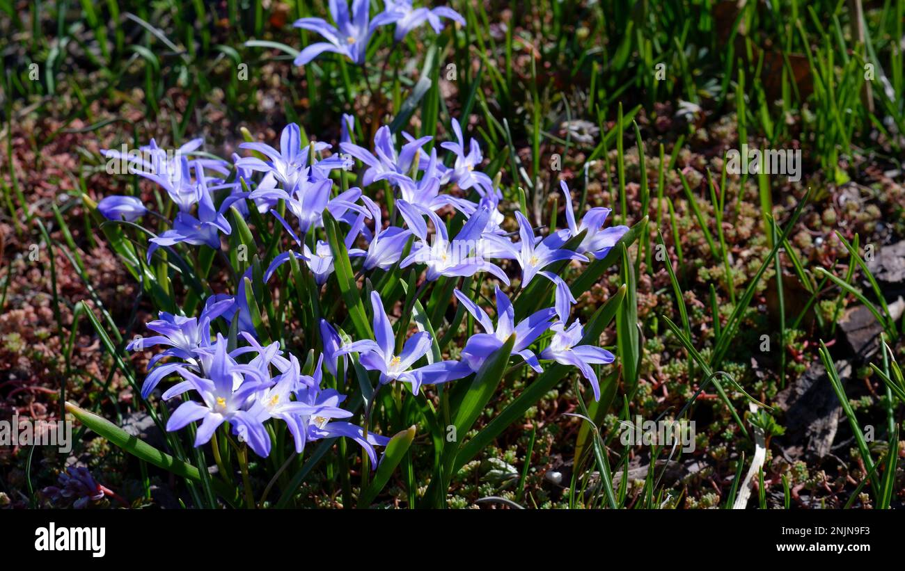 Gros plan des fleurs de scilla luciliae bleu en fleurs. Première charmante fleur de printemps bleu pâle. Famille des asperges bulbeuses fragiles. Banque D'Images