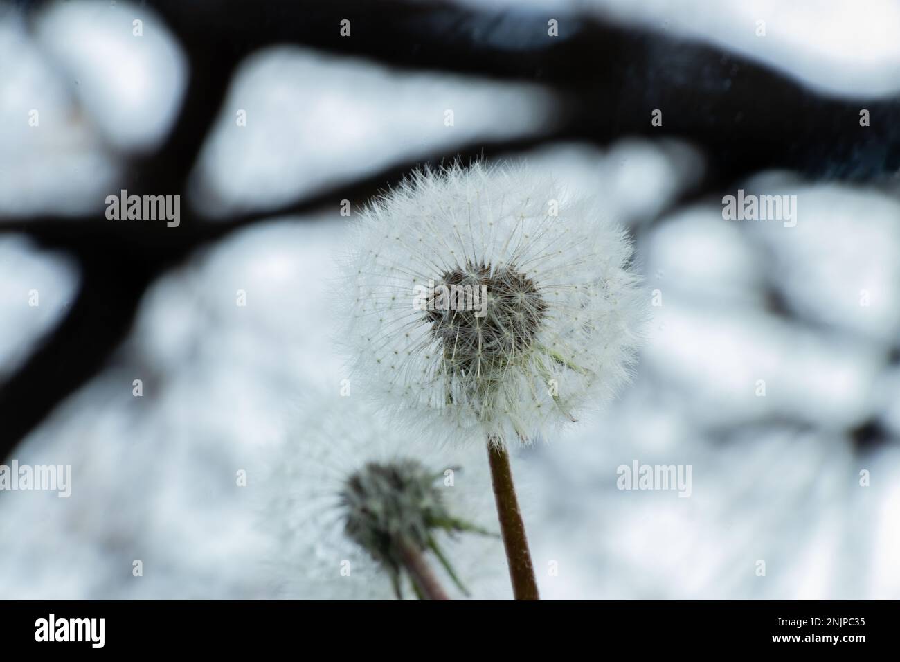 un pissenlit sur un arrière-plan flou Banque D'Images