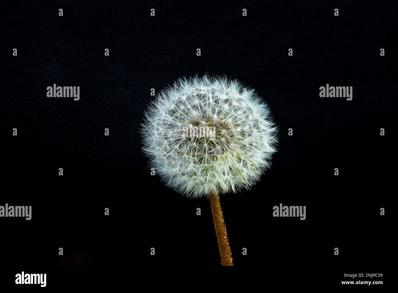 un pissenlit sur un fond noir Banque D'Images