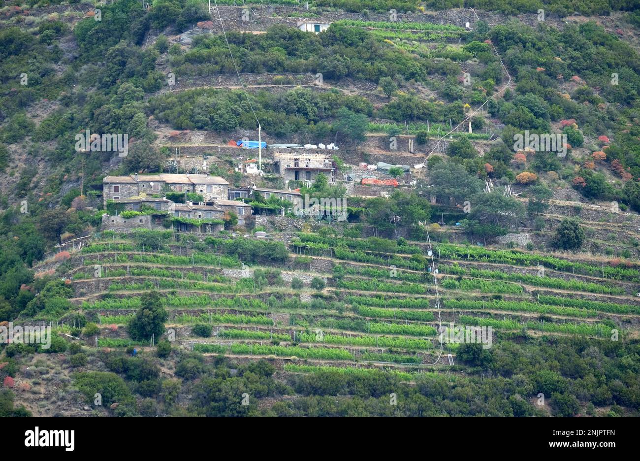Paysage avec vignoble à flanc de colline dans le parc national des Cinque Terre, Italie Banque D'Images