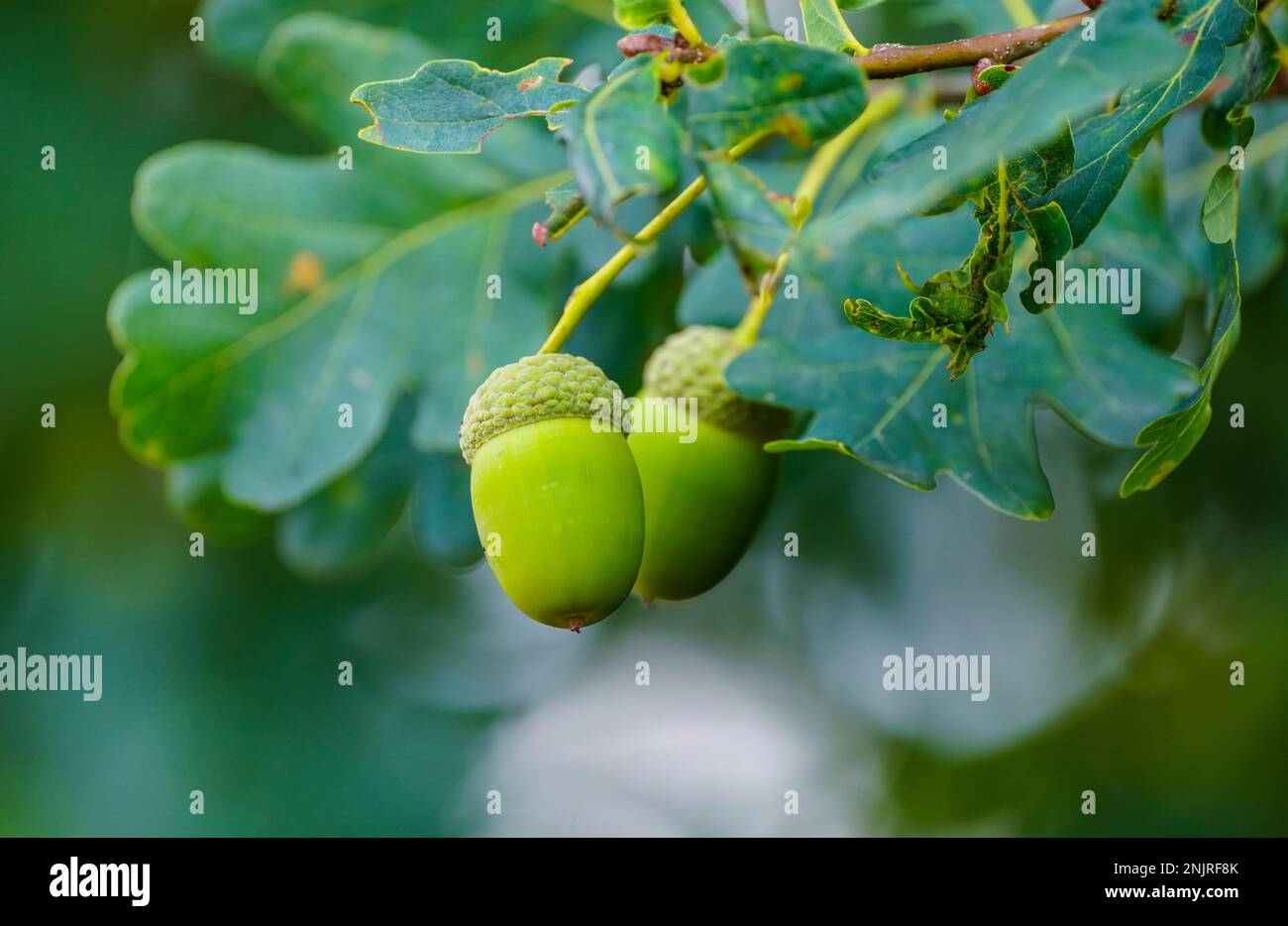 Gros plan sur des glands en chêne anglais. Quercus robur. Banque D'Images