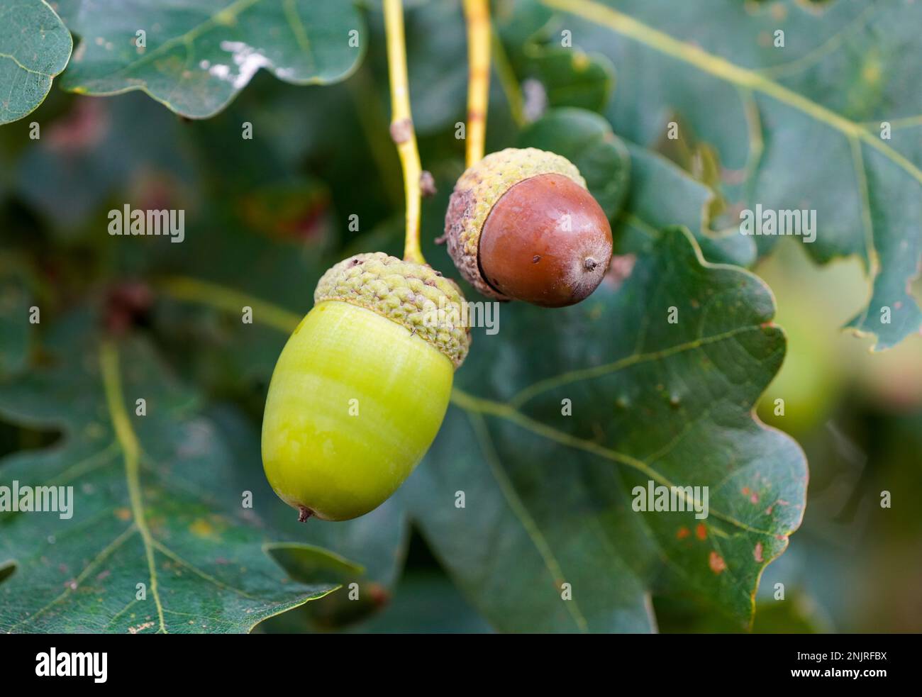 Gros plan sur des glands en chêne anglais. Quercus robur. Banque D'Images
