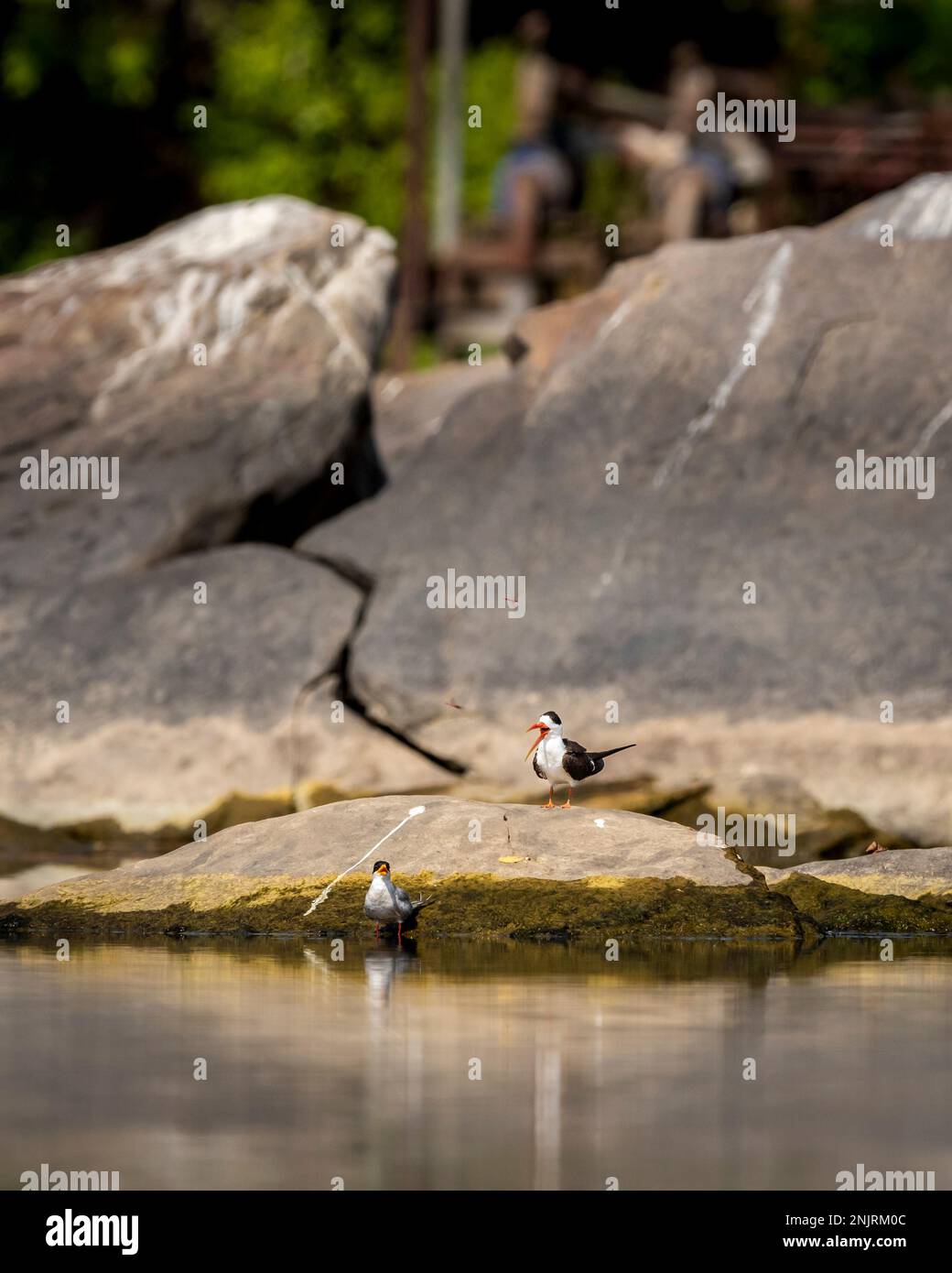 Deux oiseaux rivière sterna aurantia et skimmer indien ou Rynchops albicollis sur une grande roche dans la rivière chambal rawatbhata rajasthan inde asie Banque D'Images