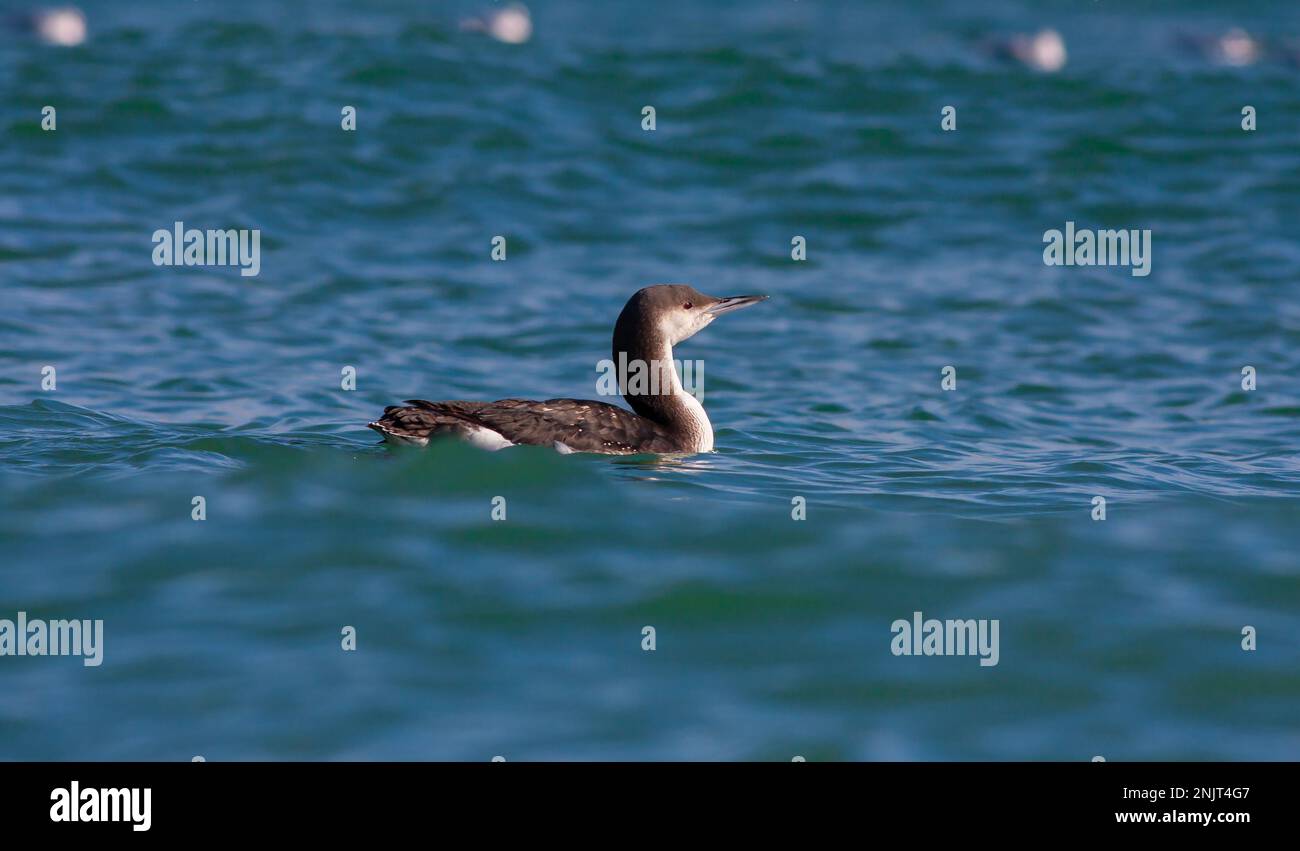 Grande sauvagine dans son habitat naturel, le Loon à gorge noire, Gavia arctica Banque D'Images