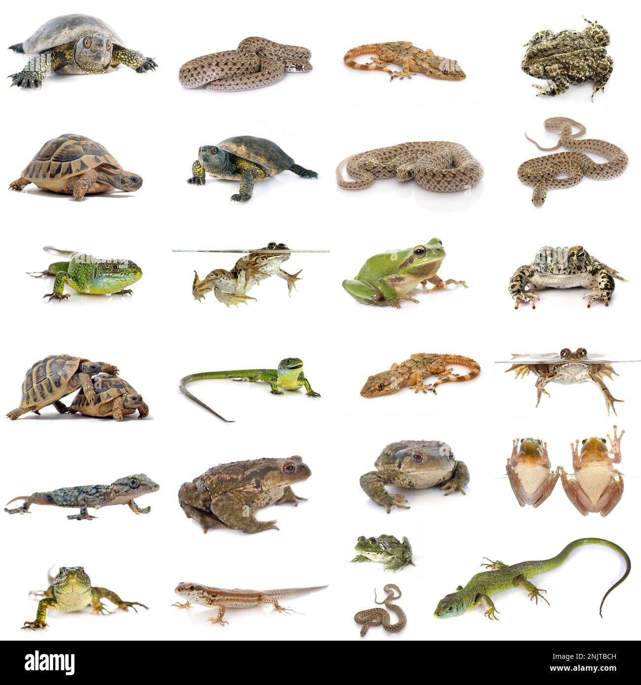reptiles et amphibiens européens sur fond blanc Banque D'Images