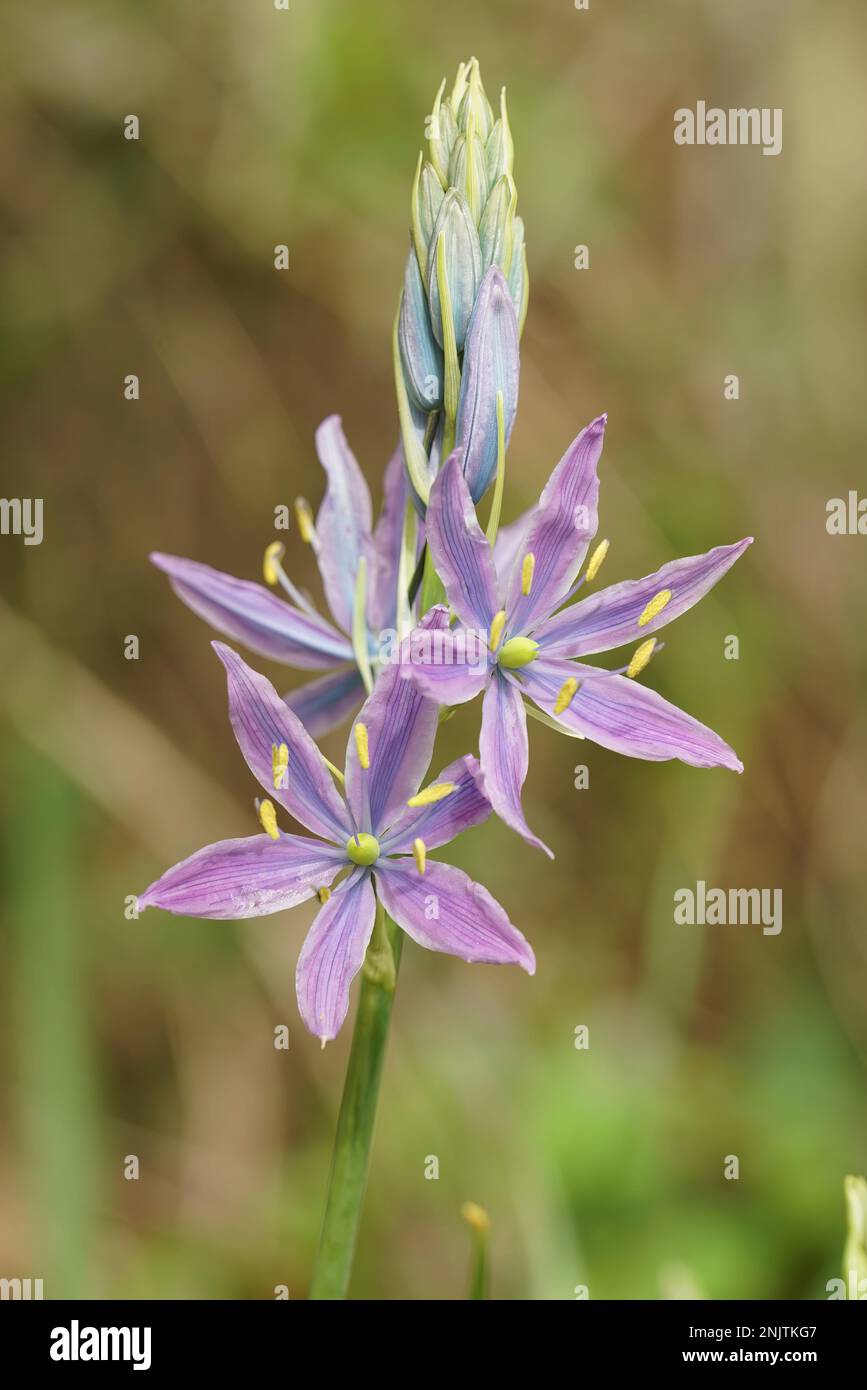 Gros plan naturel sur la fleur pourpre grand ou grand camas, Camassia leichtlinii dans le champ Banque D'Images