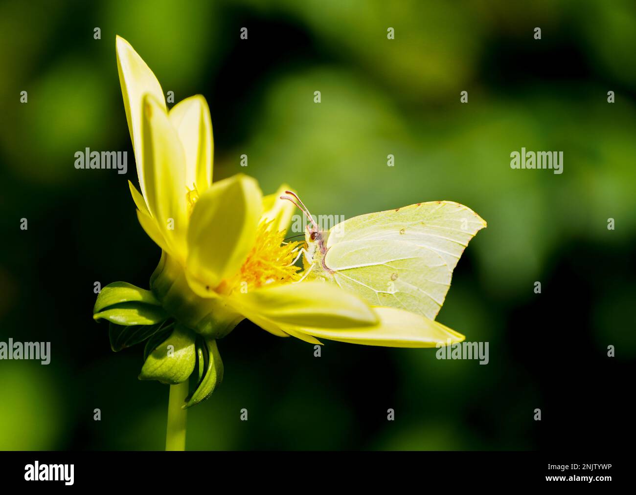 Papillon Brimstone commun sur fleur jaune. Gros plan papillon dans un environnement naturel. L'insecte recueille le nectar sur une fleur. Gonepteryx rhamni. Banque D'Images