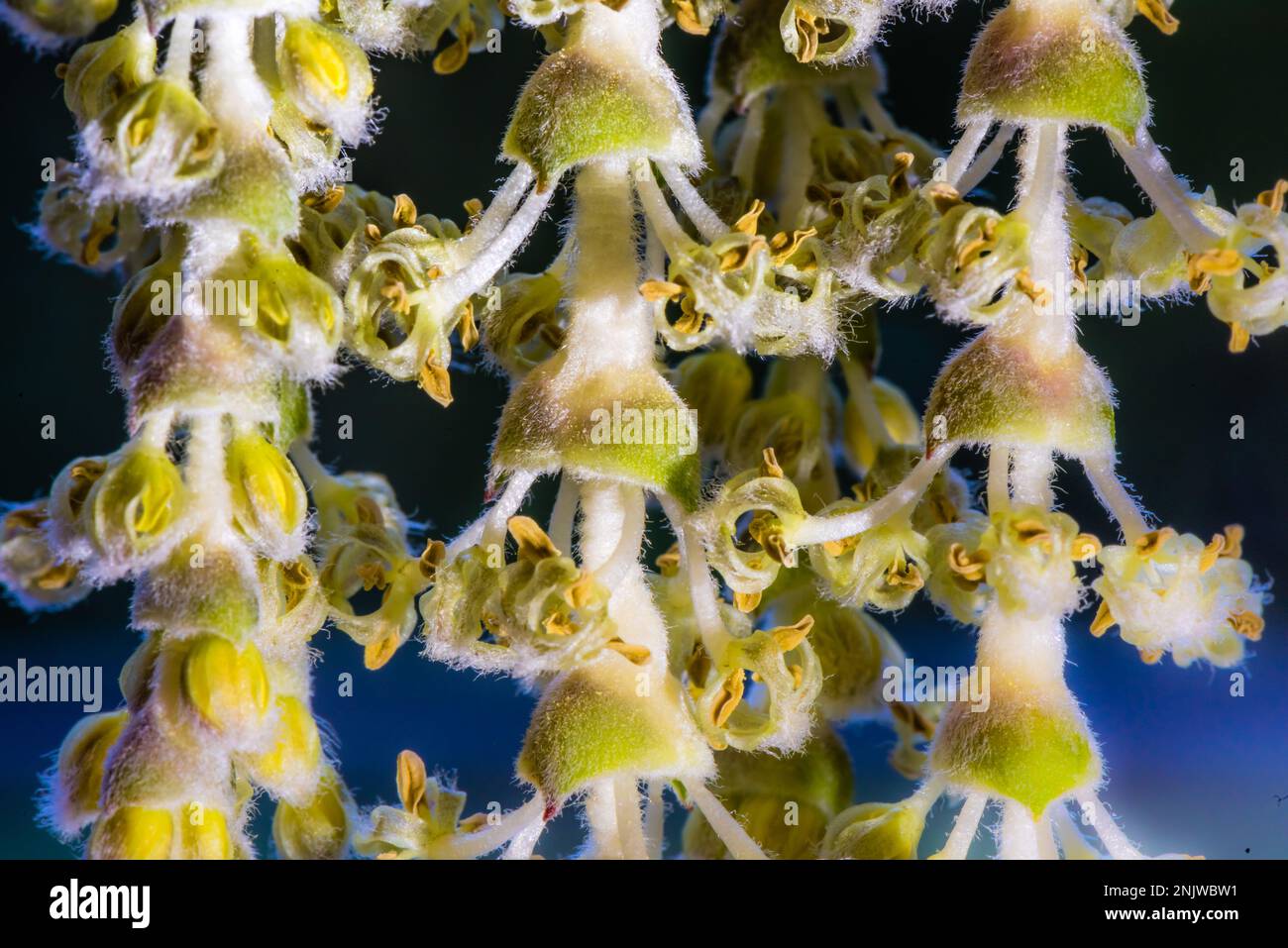 Photo macro d'un Garrya elliptica James Roof ou Silk-Tassel Bush, qui grandit dans un jardin de campagne. Banque D'Images