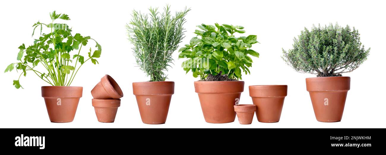 pots de plantes aromatiques en terre cuite sur fond blanc Banque D'Images