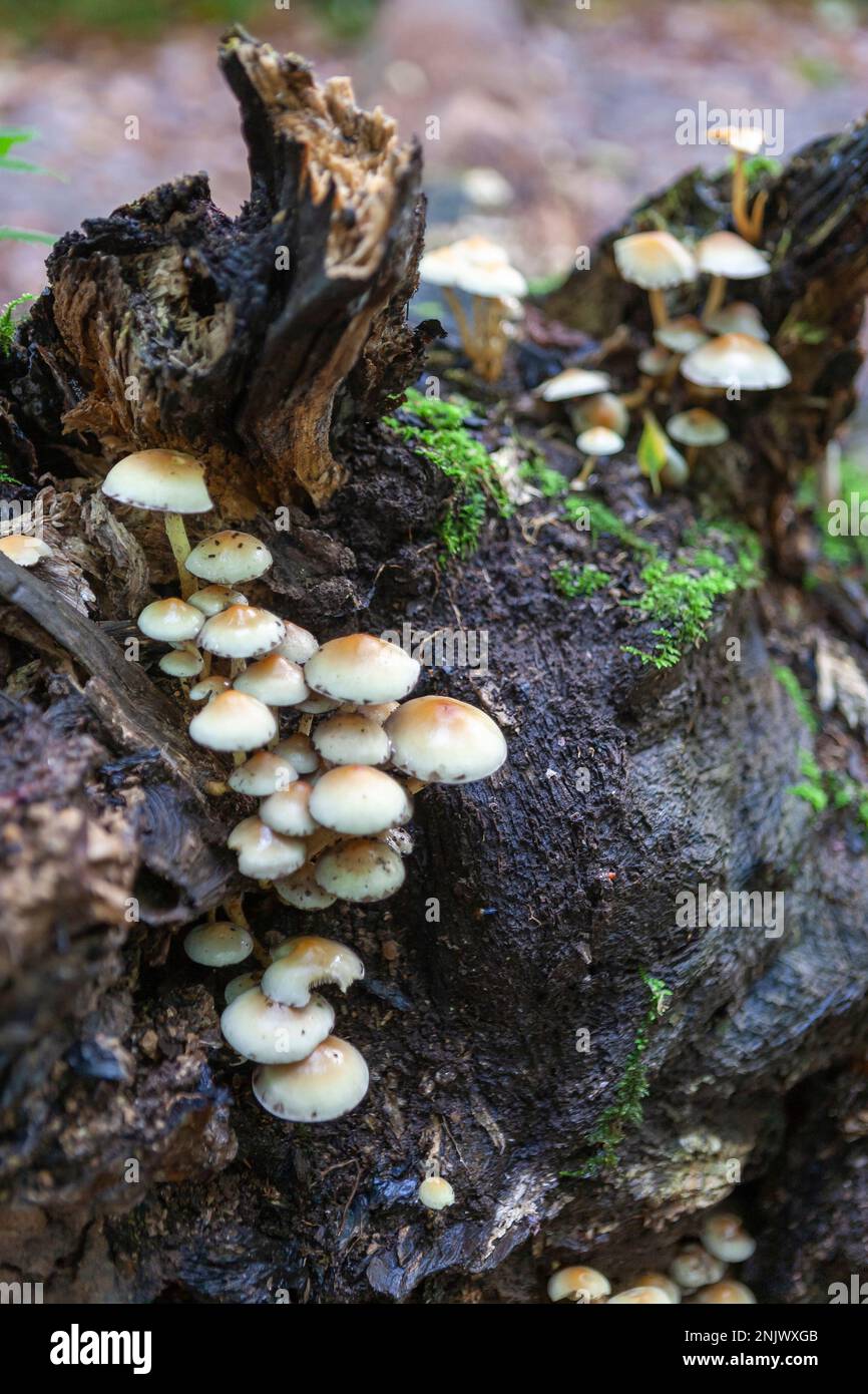 Champignons sur une bûche déchue: Hypholoma fasciculare, communément connu sous le nom de tuft de soufre ou de mélomane en grappes: West Walk, Forest of Bere, Hampshire, UK Banque D'Images