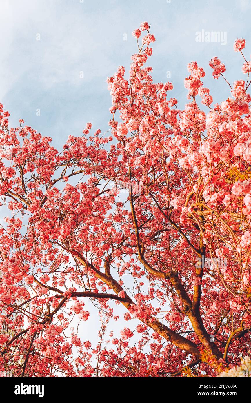 Branches de cerisier en fleur sur fond ciel bleu clair et doux en plein soleil. Belle image florale de la nature printanière. Banque D'Images