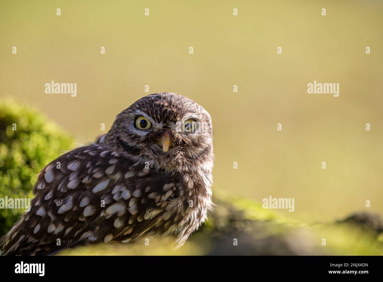 Petit hibou (Athene noctua), également connu sous le nom de hibou d'Athéna ou hibou de Minerva Banque D'Images