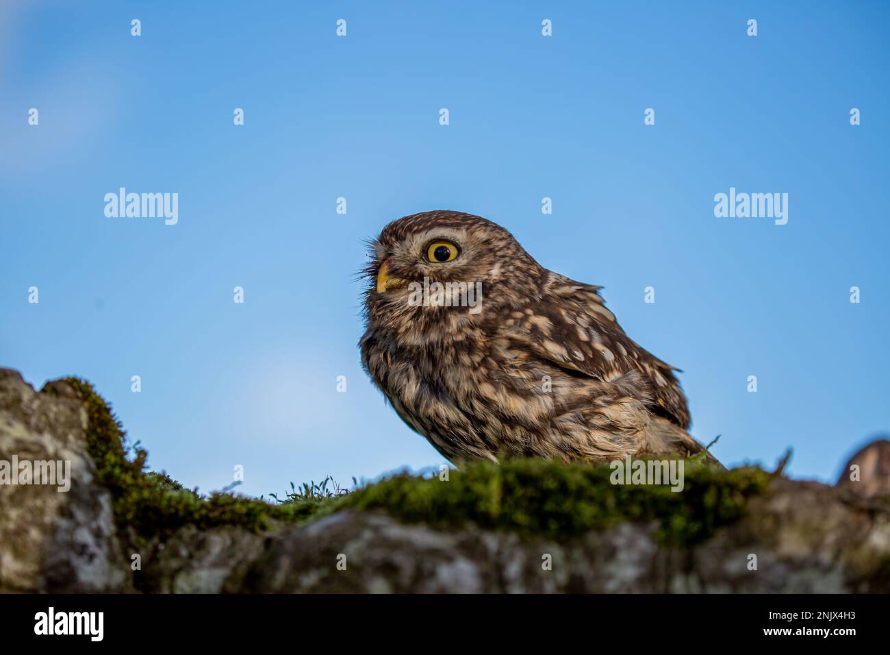 Petit hibou (Athene noctua), également connu sous le nom de hibou d'Athéna ou hibou de Minerva Banque D'Images