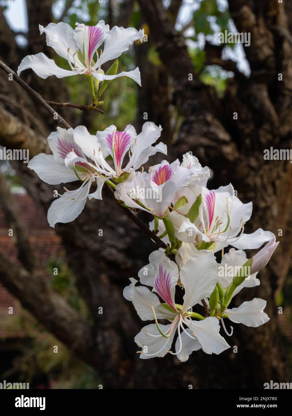Vue rapprochée des fleurs blanches et violettes de l'arbre tropical bauhinia variegata aka orchidée sur fond naturel, Thaïlande Banque D'Images