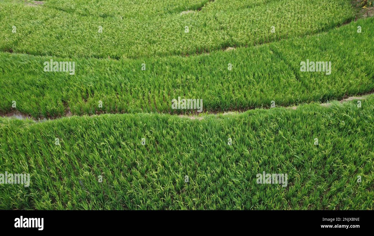 Des photos naturelles de terres de riz vues d'en haut à l'aide de drones dans l'après-midi Banque D'Images