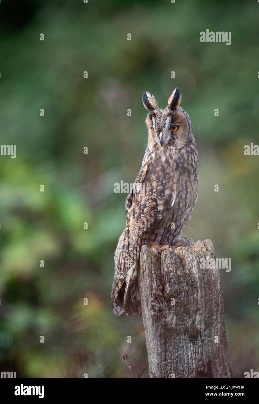 Hibou à longues oreilles : ASIO otus. Parmi le feuillage d'automne. Oiseau captif, conditions contrôlées. Hampshire, Royaume-Uni Banque D'Images