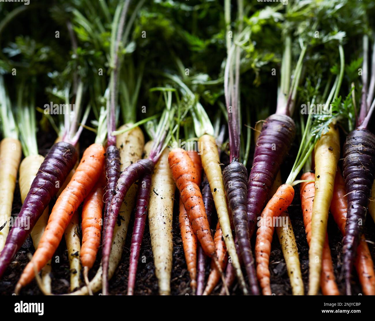 Vue de dessus d'un bouquet de carottes arc-en-ciel fraîches bio sur fond noir représentant le concept de nourriture saine Banque D'Images