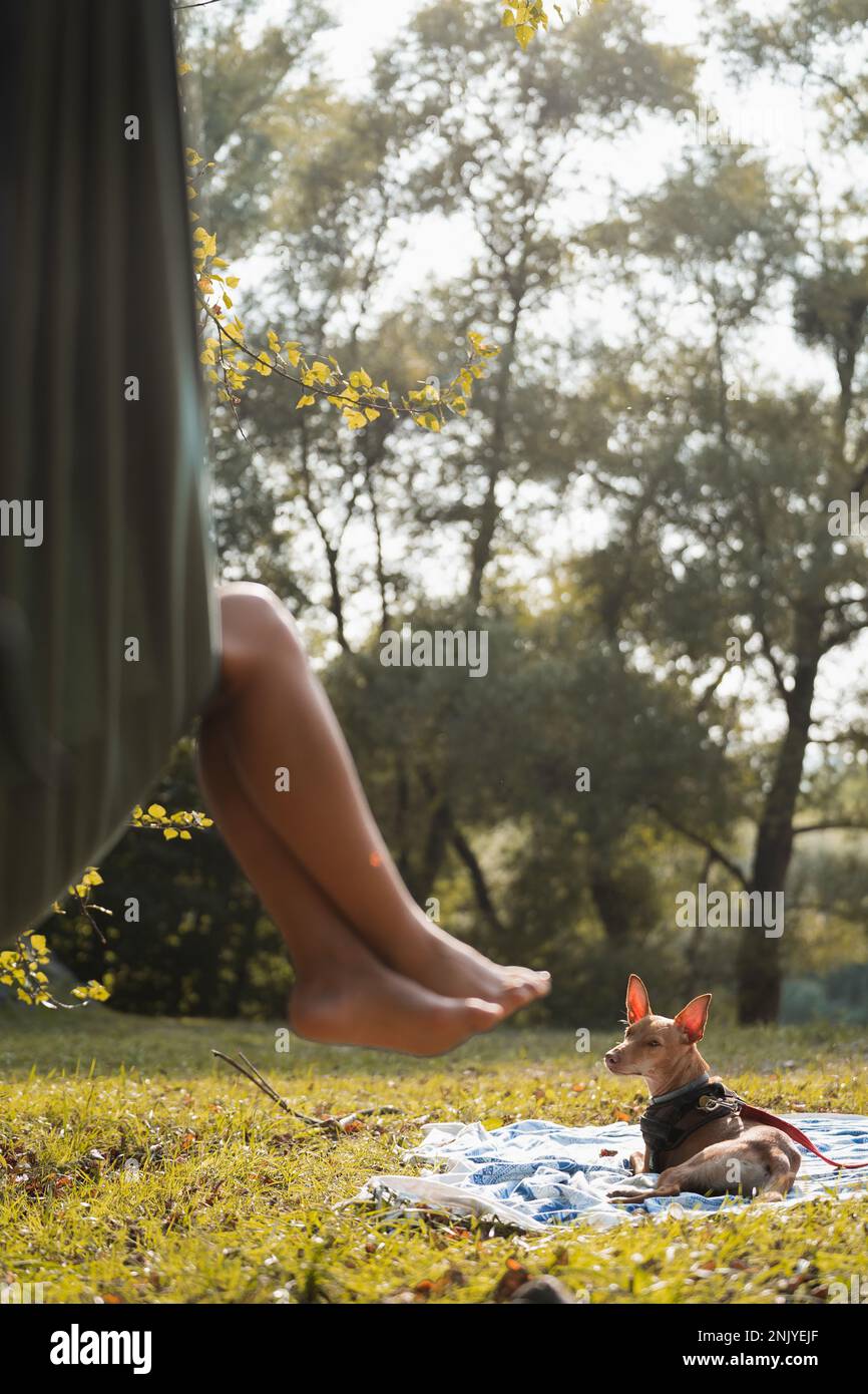 Femelle pieds nus inreconnaissables, allongé dans un hamac près d'un chien basenji obéissant par temps ensoleillé dans la forêt des Asturies Banque D'Images