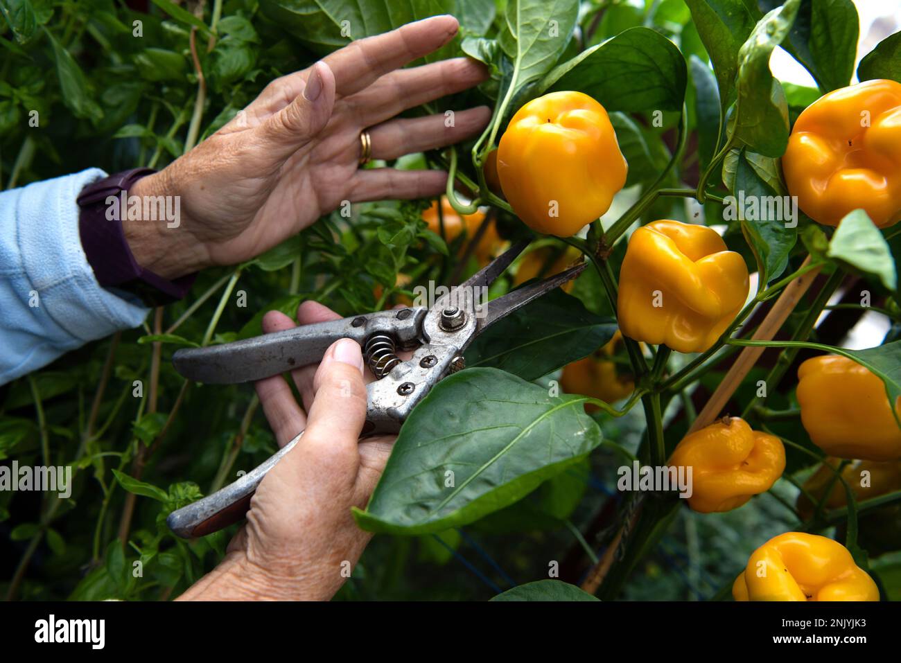Une femme plus âgée récolte des poivrons doux dans une serre à la fin de l'été Banque D'Images