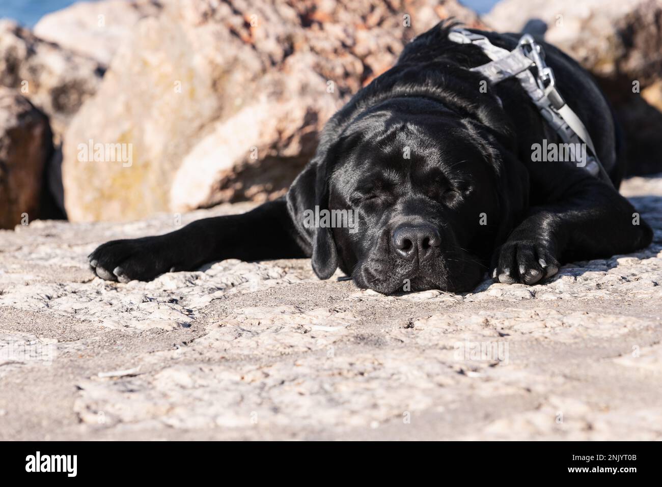 Un beau Labrador noir est en train de dormir sur la promenade sur la rive près du lac de Garde Banque D'Images