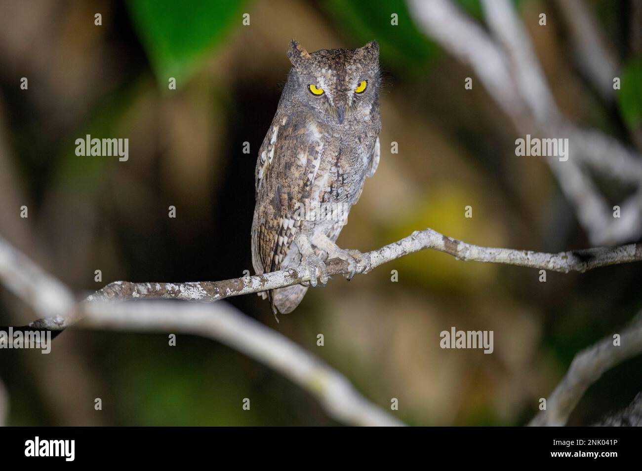 Andaman Islands, Inde, Walden's Scops Owl, Otus crops waldeni Banque D'Images