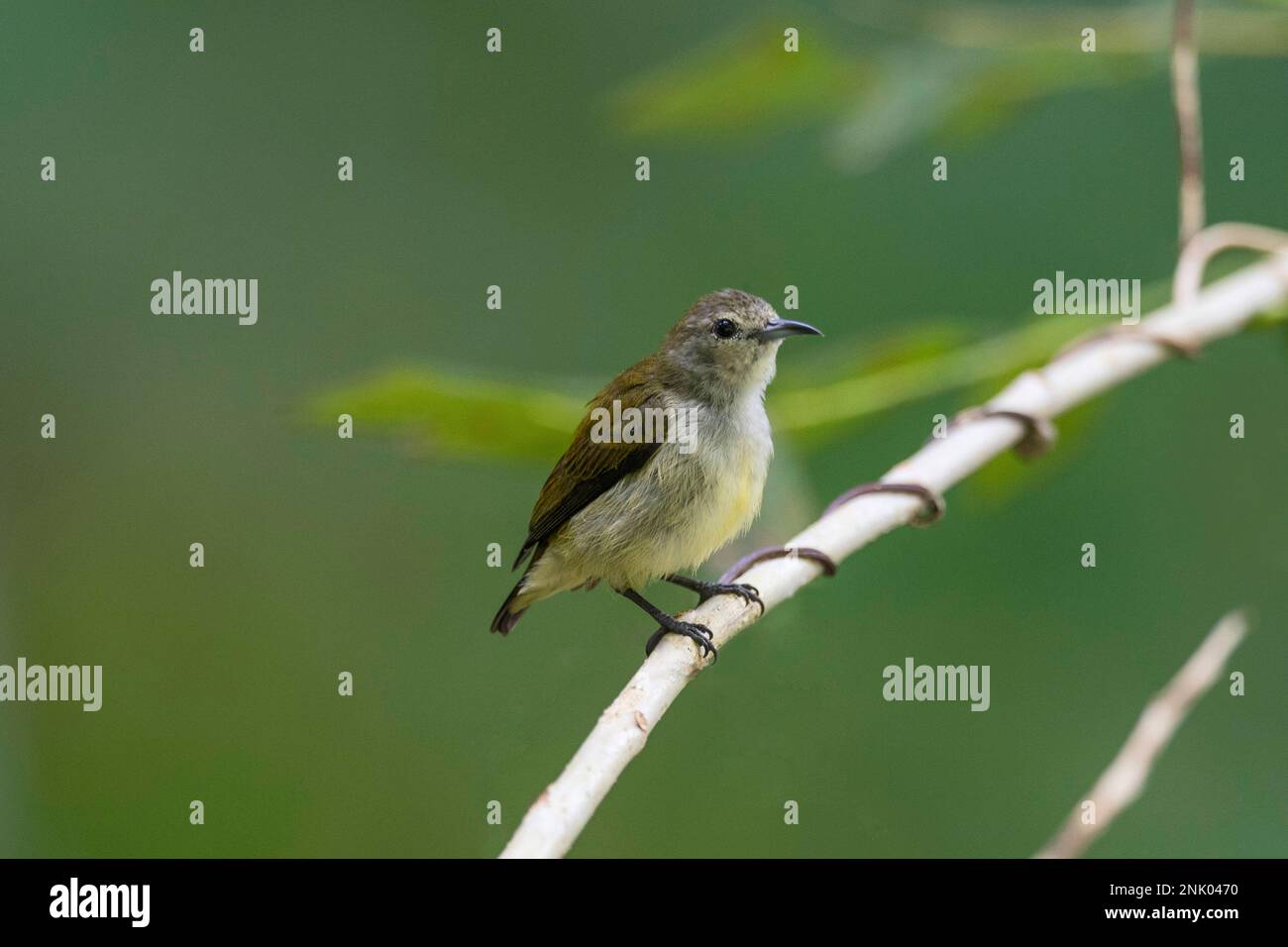 Îles Andaman, Inde, Andaman Flowerpecker, Dicaeum andamanense Banque D'Images