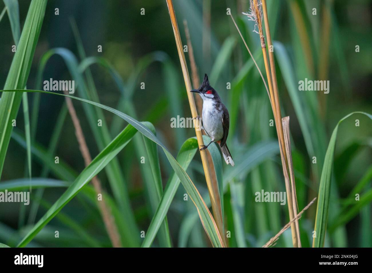 Îles Andaman, Inde, Pycnonotus jocosus siffleri Banque D'Images