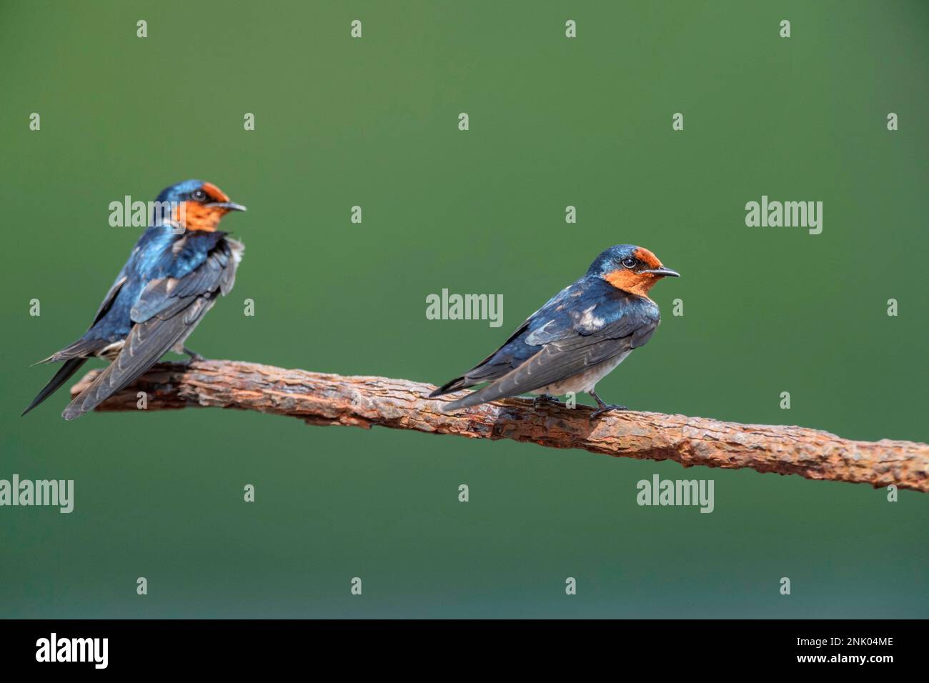 Îles Andaman, Inde, Pacific Swallow Banque D'Images