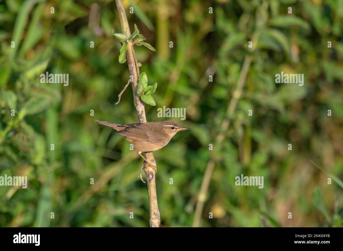 Îles Andaman, Inde, Paruline sombre Banque D'Images
