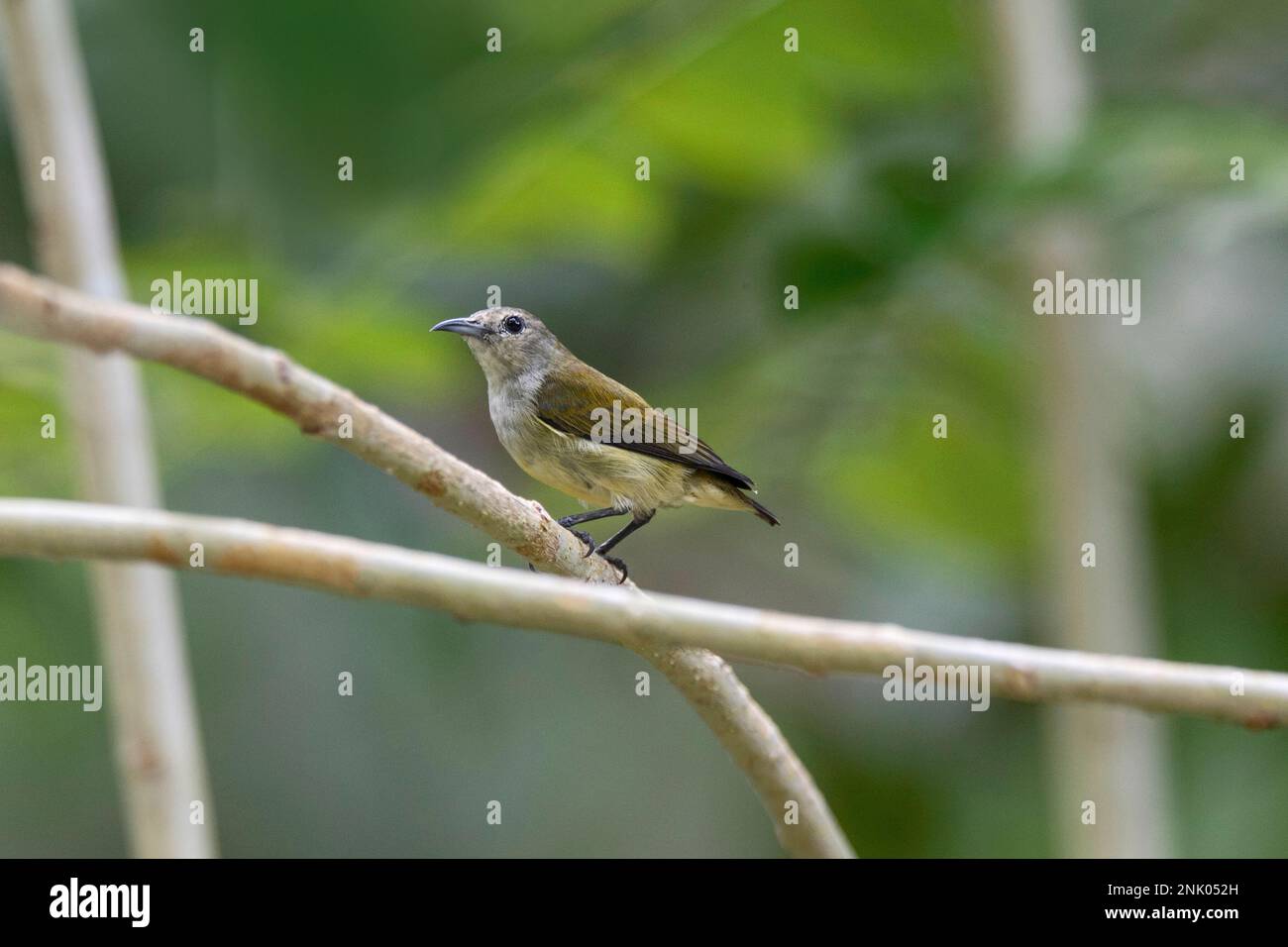 Îles Andaman, Inde, Andaman Flowerpecker, Dicaeum andamanense Banque D'Images