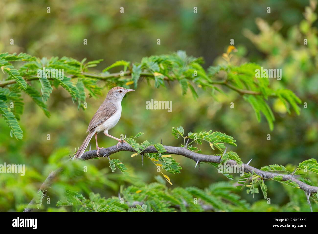 GRK, Prinia rifous-fronted, Prinia buchanani Banque D'Images