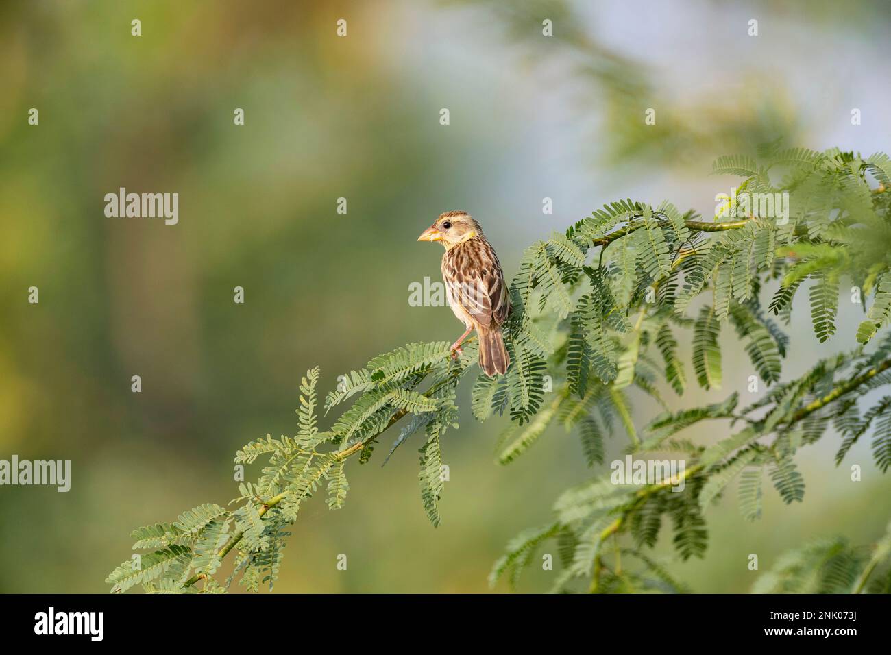 Grand rang de Kutch, Gujarat, Inde, Weaver strié, Ploceus manyar Banque D'Images
