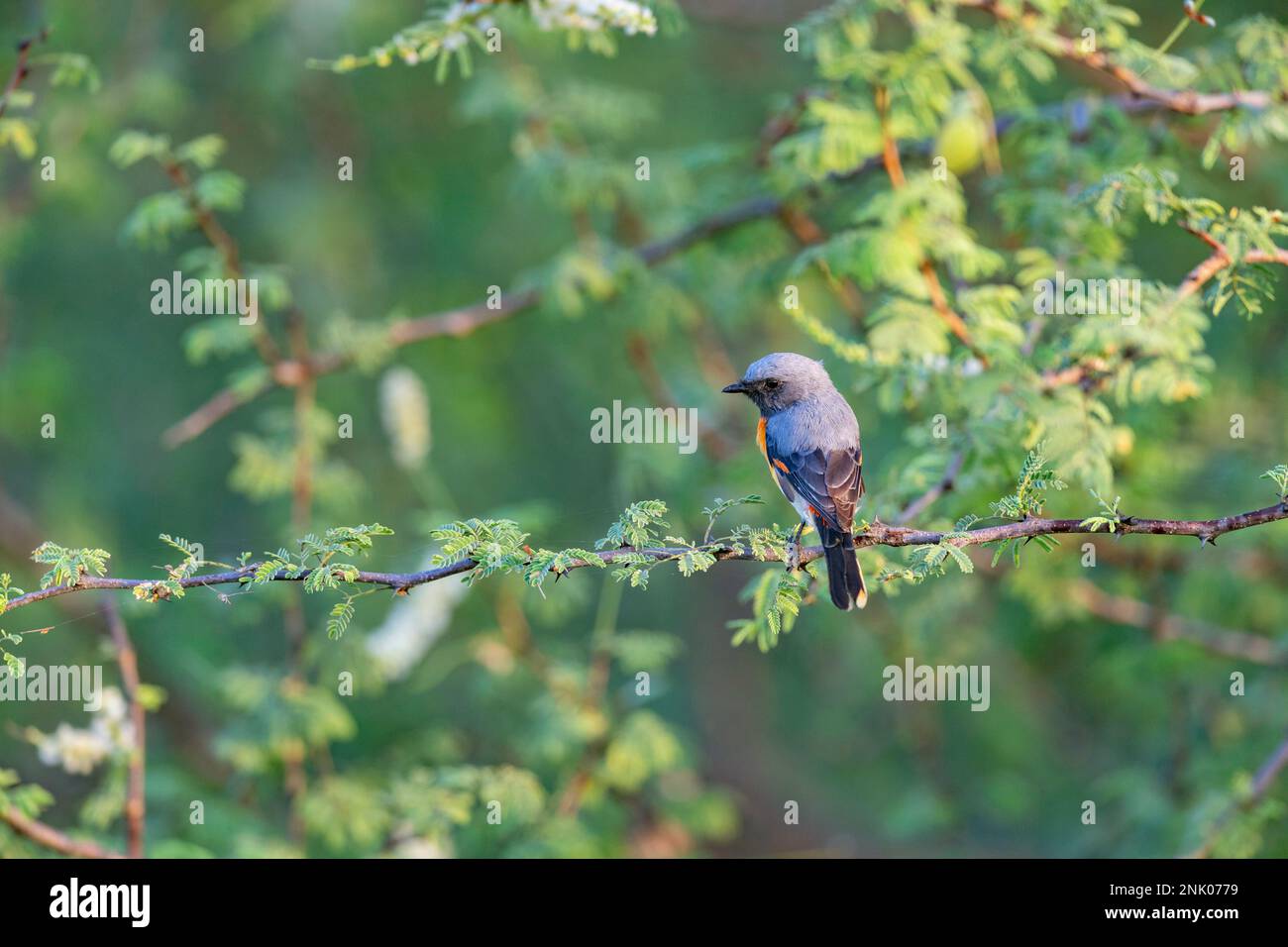 Grand Rann de Kutch, Gujarat, Inde, petit Minivet, Pericrocotus cinnamomeus Banque D'Images