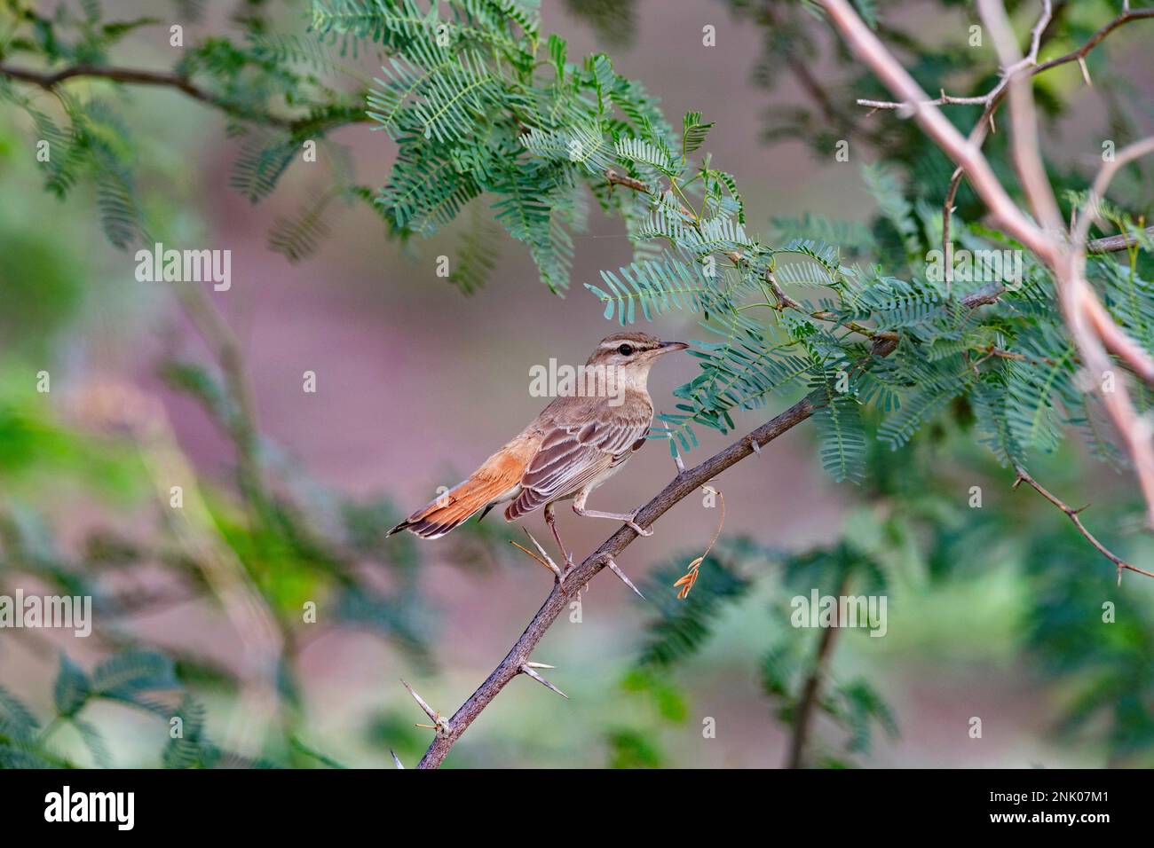 Grand Rann de Kutch, Gujarat, Inde, Scrub-Robin à queue rousse, Cercotrichas galactotes Banque D'Images