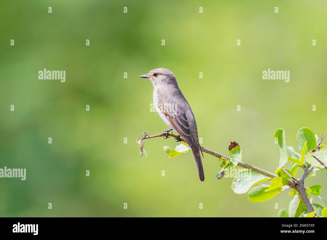 Grand rang de Kutch, Gujarat, Inde, Moucherolle tacheté, Muscicapa striata Banque D'Images