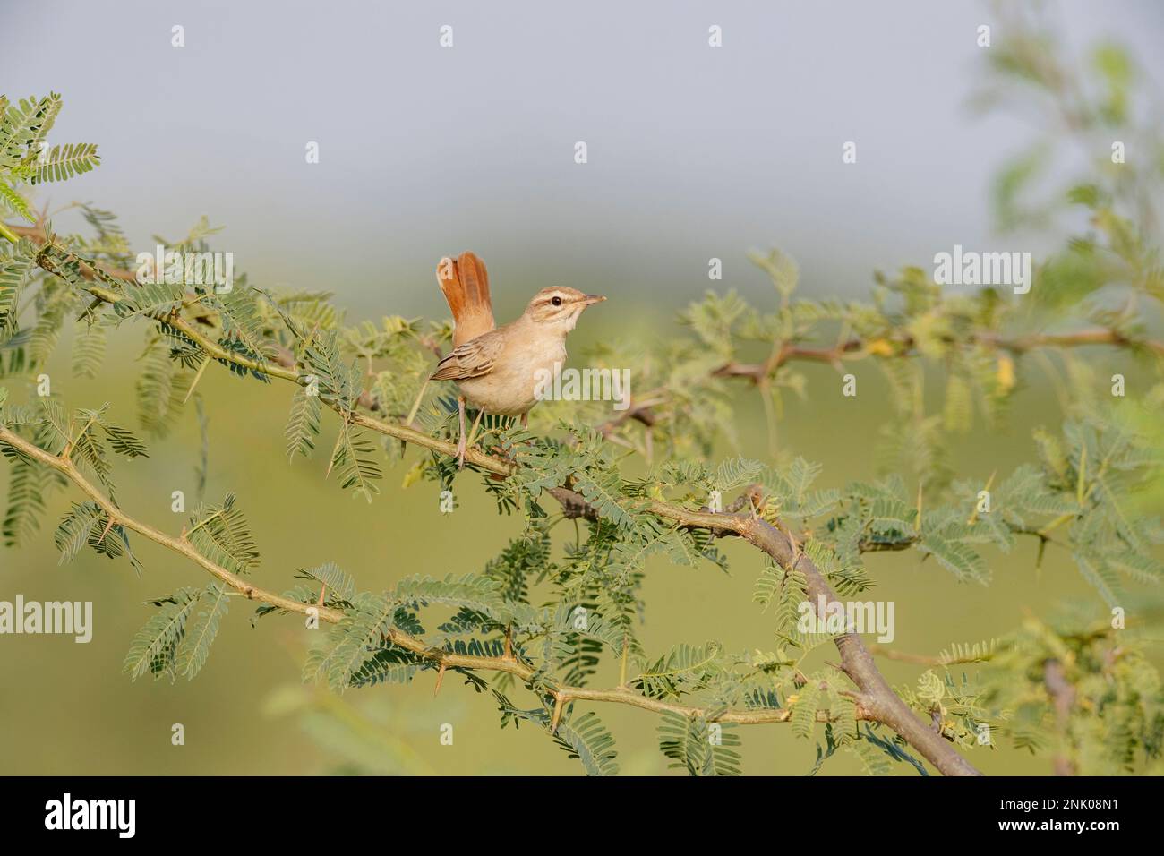 Grand Rann de Kutch, Gujarat, Inde, Scrub-Robin à queue rousse, Cercotrichas galactotes Banque D'Images