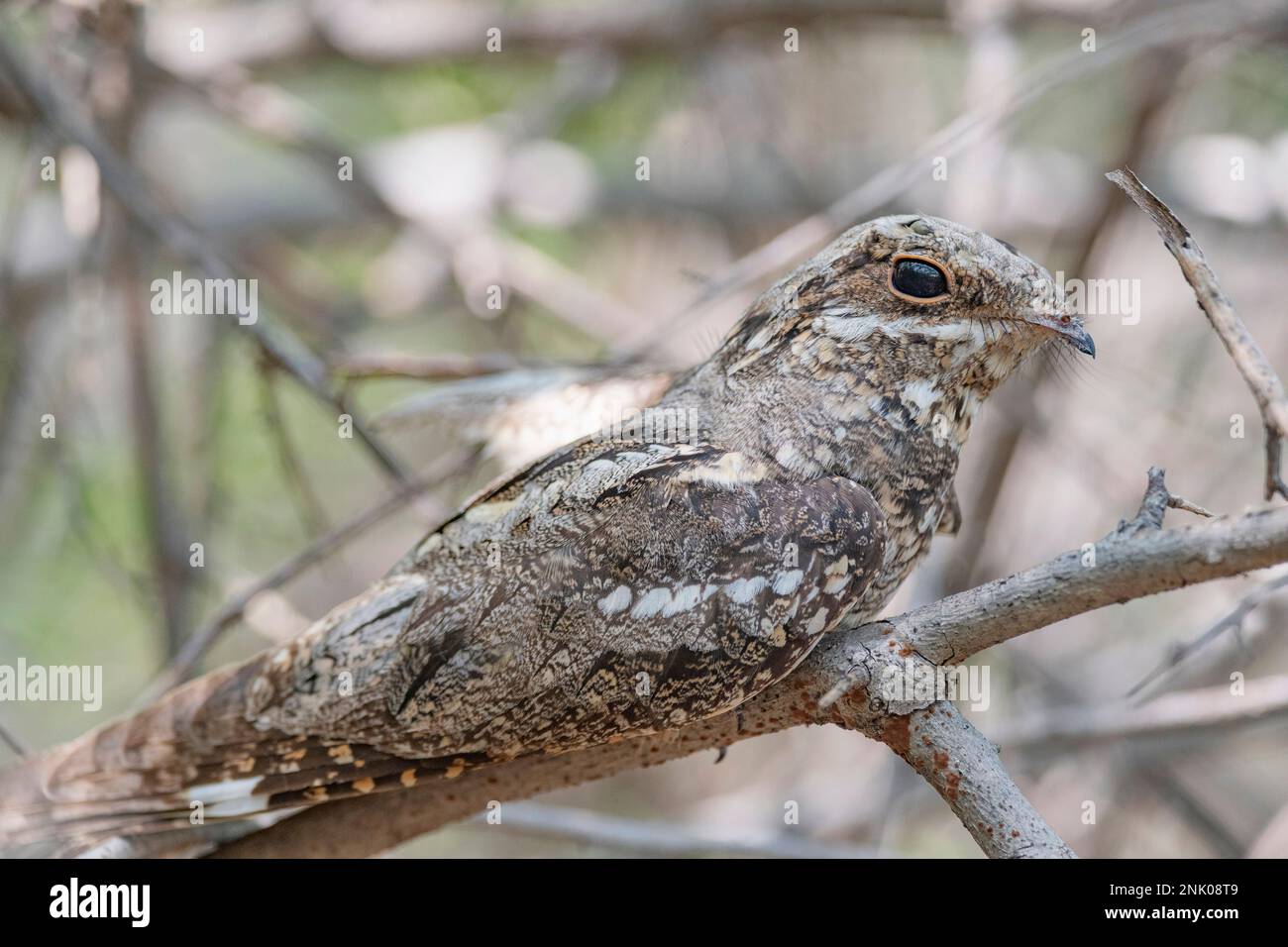 Grand Rann de Kutch, Gujarat, Inde, Nightjar eurasien, Caprimulgus europaeus Banque D'Images