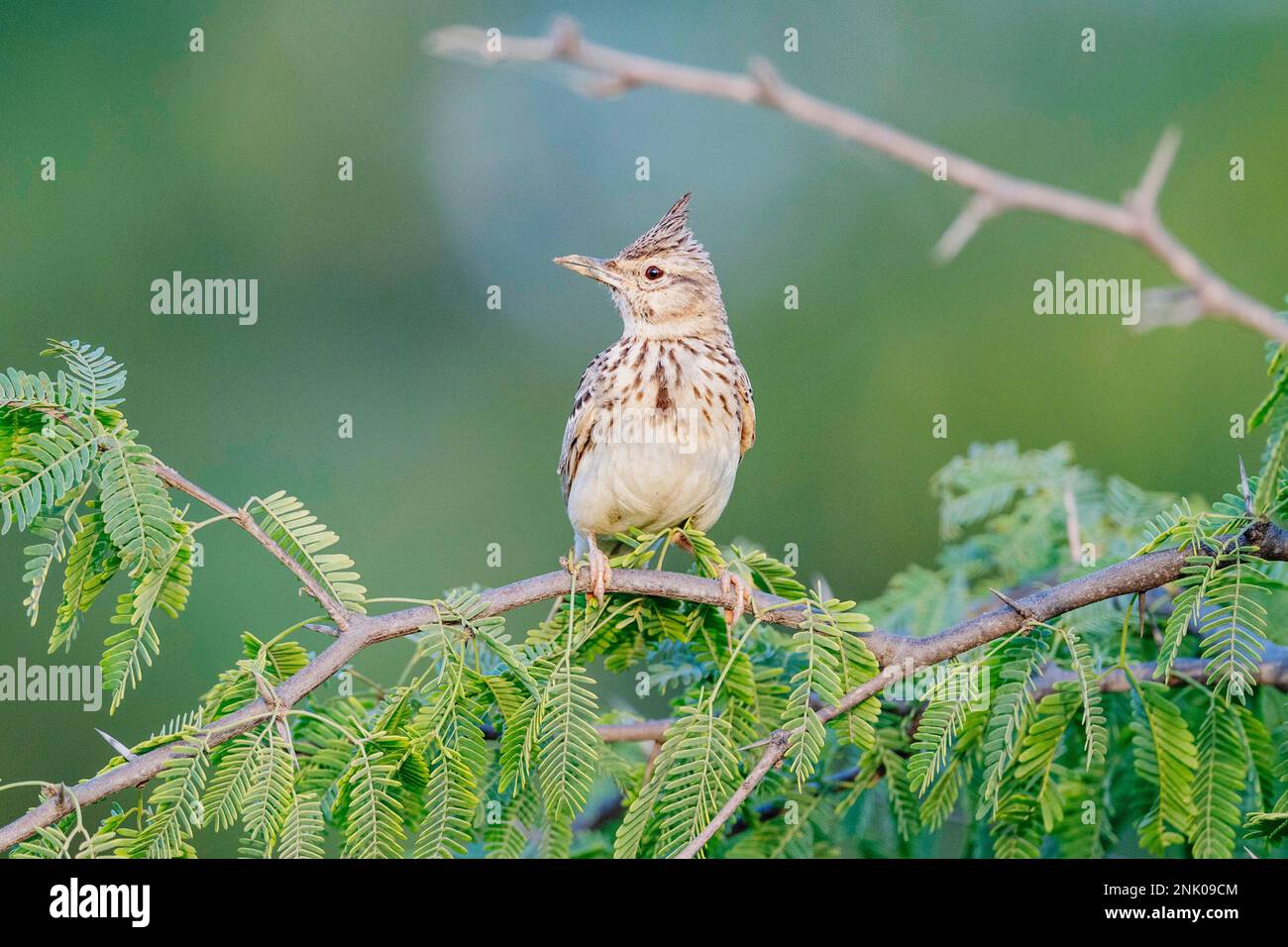 Grand Rann de Kutch, Gujarat, Inde, Lark Crested, Galerida cristata Banque D'Images