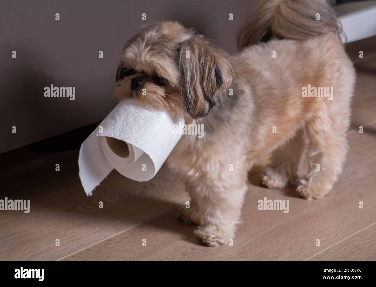Photo chien Shih Tzu marchant avec du papier toilette à la maison Banque D'Images