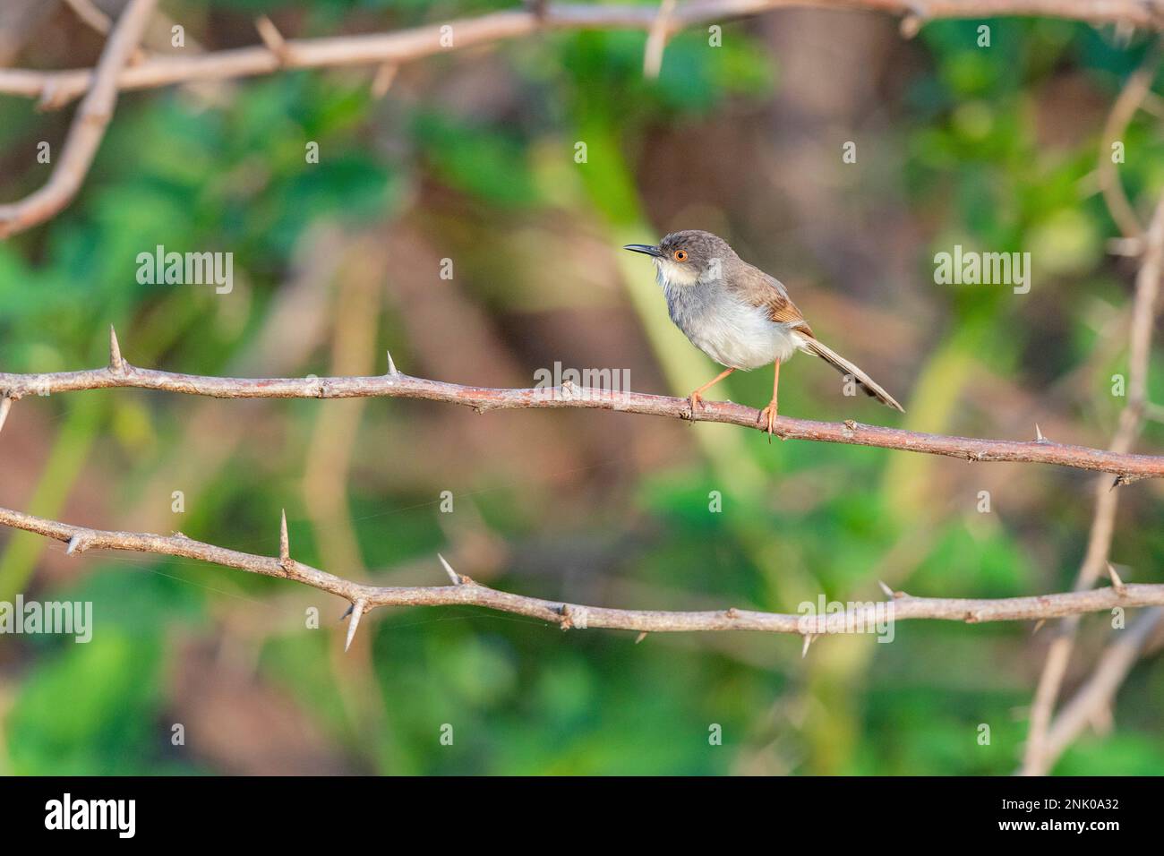 Grand Rann de Kutch, Gujarat, Inde, Prinia à poitrine grise, Prinia hodgsonii Banque D'Images