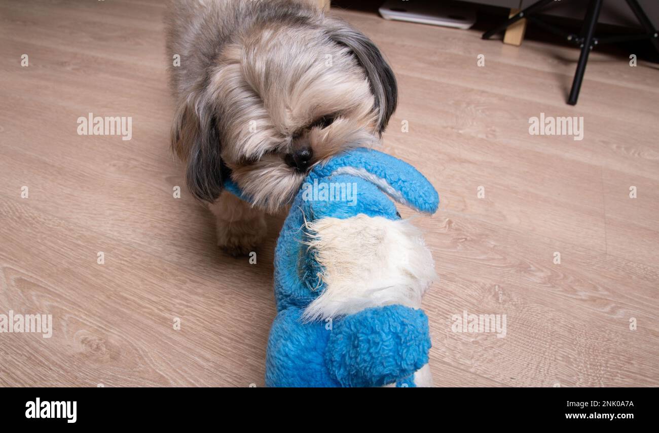 Photo d'un chien Shih Tzu tenant un jouet dans ses dents et le frottant  contre lui-même sur le sol Photo Stock - Alamy