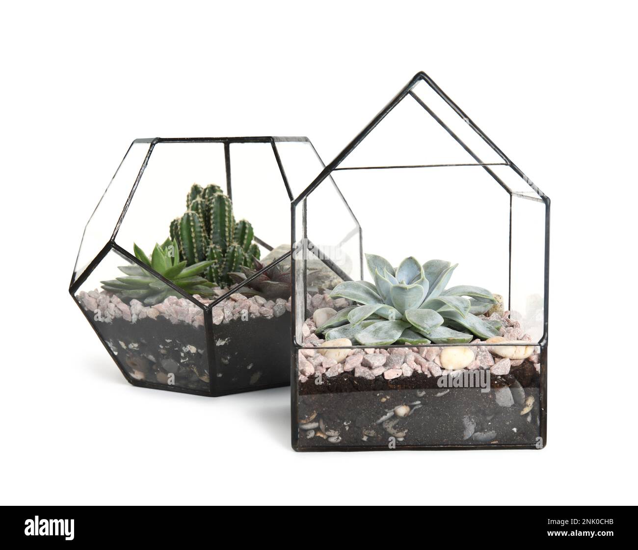 Vases en verre au florarium avec succents sur fond blanc Banque D'Images