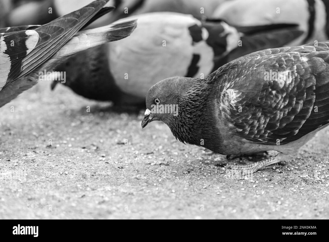 Détails des pigeons dans un parc, gros plan, noir et blanc Banque D'Images