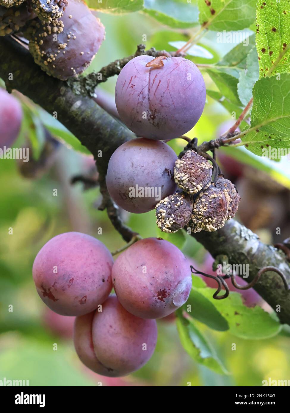 Monilinia laxa, un pathogène de plante causant la pourriture brune maladie de la brûlure des fleurs sur les prunes de damson, Prunus domestica subsp. insititia Banque D'Images