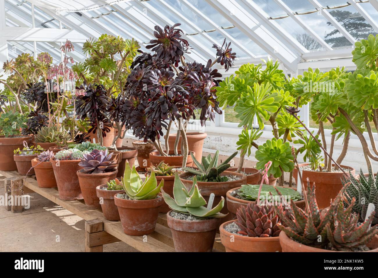 Variété de cactus et de plantes succulentes dans une serre, Royaume-Uni Banque D'Images