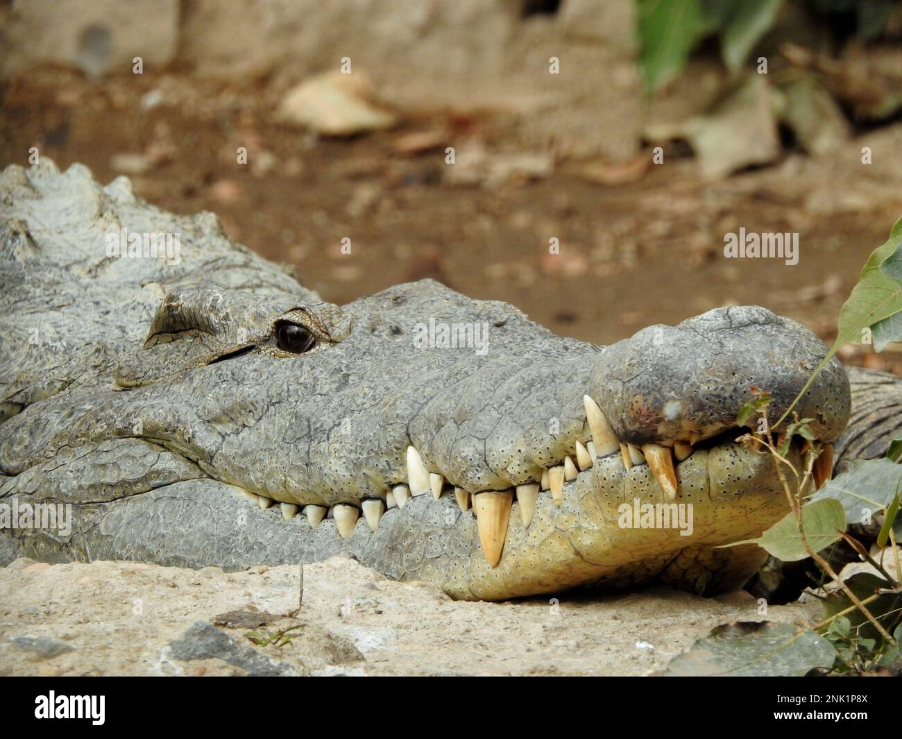 Le crocodile du Nil (Crocodylus niloticus), un grand crocodiles indigène des habitats d'eau douce en Afrique, les crocodiles du Nil sont opportunistes apex predato Banque D'Images