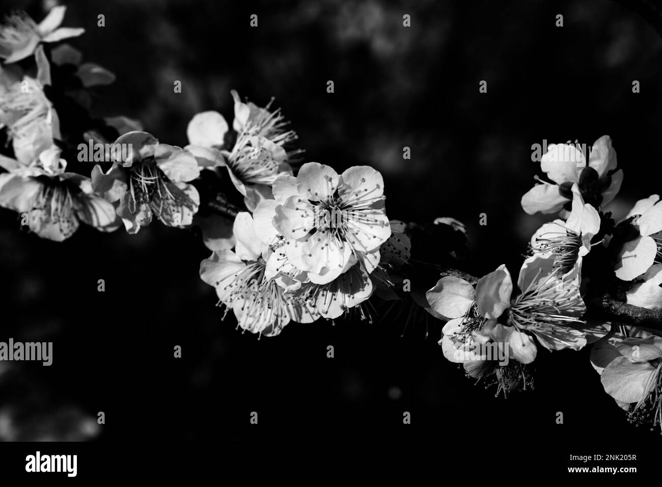 Un cliché monochrome de fleurs de cerisier sur une branche d'arbre, avec un arrière-plan flou Banque D'Images