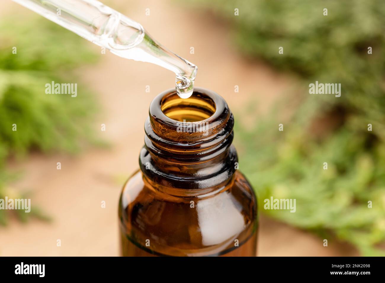 Gros plan d'une pipette avec de l'huile essentielle Fir. Remèdes à base de plantes Banque D'Images